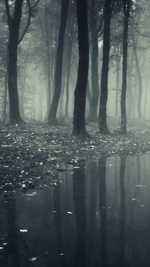 Dark Forest Wallpaper Id