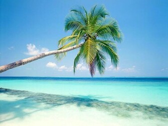 Tag Palm Trees Wallpaper Background Photos Image And Pictures