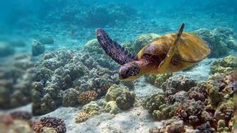 Beach Feel Freshness Underwaterscene Hawaii Wallpaper