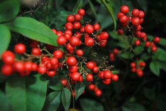Red Berries Wallpaper Papel De Parede