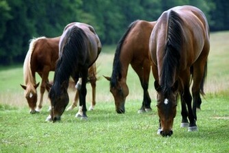 Horse Computer Wallpaper Screensavers Horses