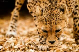 Cheetah Computer Wallpaper Desktop Background Id