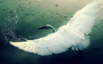 Wallpaper Bird