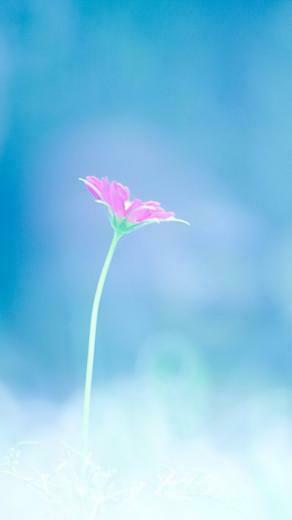 Small Pink Flower Wallpaper iPhone