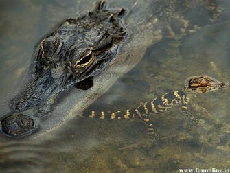 Crocodile Wallpaper Swamp Killer Crocodiles HD
