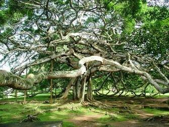 High Resolution Wallpaper Big Tree