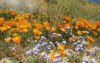 Wallpaper Wildflowers