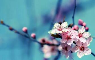 Wallpaper HD Flowers