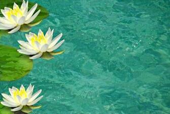 Flowers Asian Water Lilies And Lotus