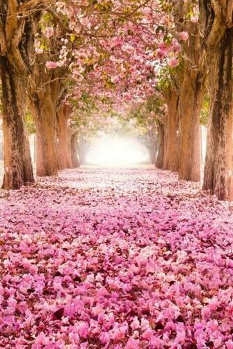 Spring Pictures Wallpaper And Screensavers For Your iPhone