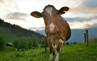 Cow Wallpaper Stock Photos