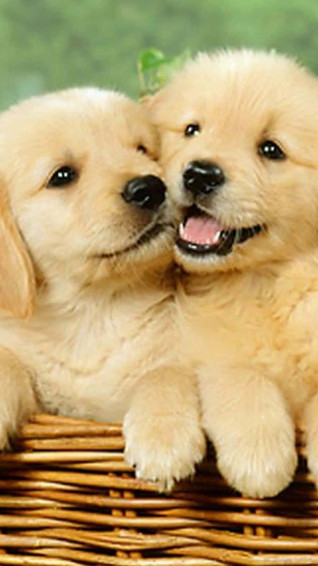 Dog iPhone Wallpaper