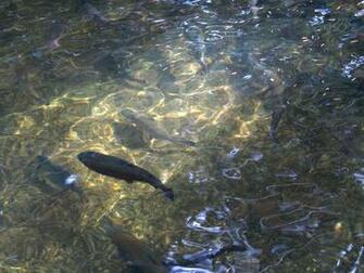 Rainbow Trout Stock Photo HD Public Domain Pictures