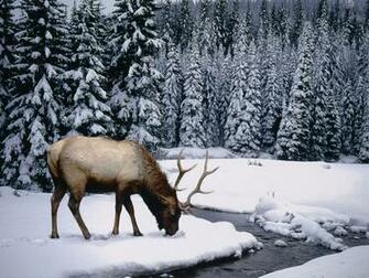 Winter Desktop Wallpaper Scenes Snow