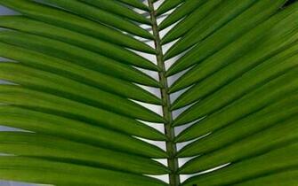 HD Palm Frond Wallpaper