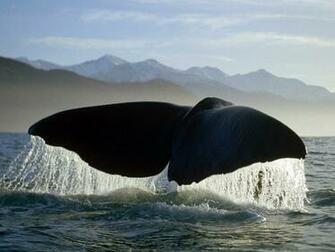 Whales HD Wallpaper All About