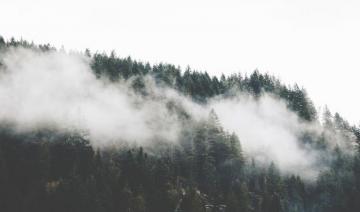 Nature Trees Forest Mountain Fog Wallpaper And
