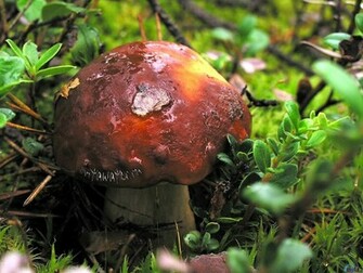 Fungus Shroom Wallpaper