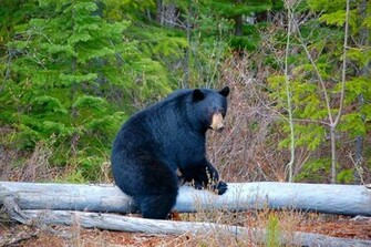 Black Bear Wallpaper