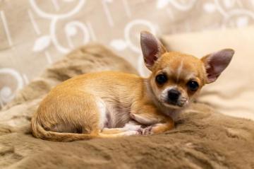 Chihuahua Pictures Image