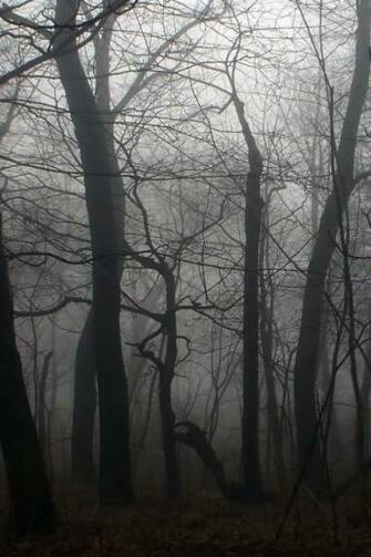Dark Forest Wallpaper Id