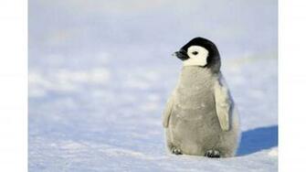 Baby Penguin Wallpaper
