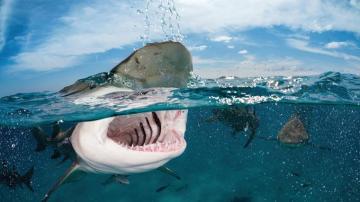 Bull Shark Wallpaper 4k