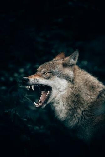Wolf Wallpaper HD Hq