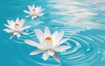 Water Lilies Flowers Wallpaper