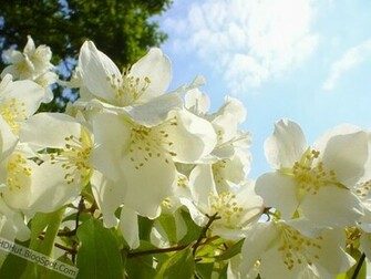 Jasmine Flower Wallpaper In HD Unique