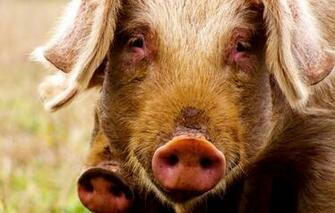 Wallpaper Pig Look Background Animals
