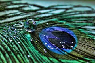 Peacock Feathers Wallpaper Live HD Hq Pictures Image