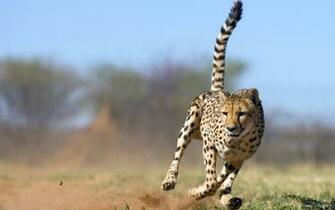 Pin Pictures Running Cheetah Desktop HD Wallpaper