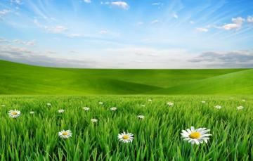 Wallpaper The Sky Clouds Landscape Flowers Nature Chamomile