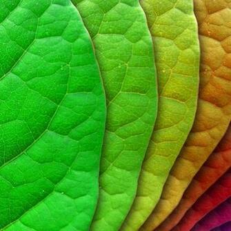 Green Leaves iPad Wallpaper To