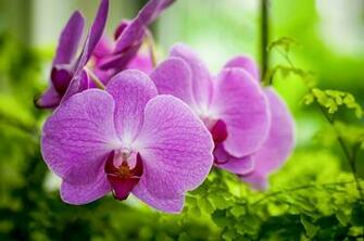 Orchids Background Gallery Yopriceville High Quality Image