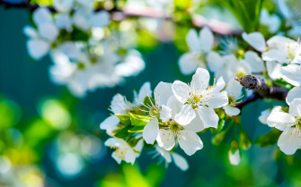 HD Desktop Flower Wallpaper