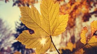 Autumn Leaf Background Wallpaper High Definition