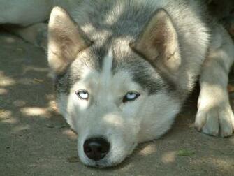 Cute Husky Puppies Wallpaper HD In Animals Imageci