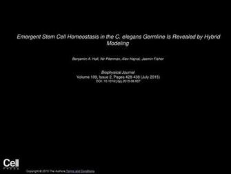 Emergent Stem Cell Homeostasis In The C Ppt