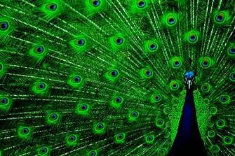 Wallpaper Of Peacock Feathers HD