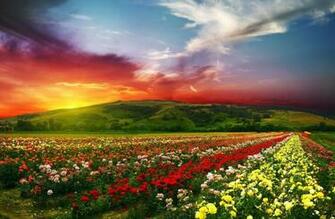 Beautiful Flowers With Colorful Clouds 4k Ultra HD Wallpaper