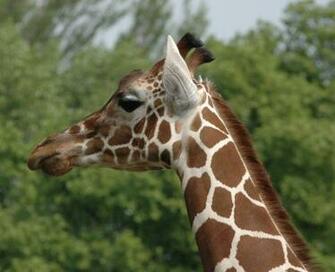 Giraffe Wallpaper Hq