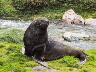 Southern Fur Seal Restingby Stream Wallpaper