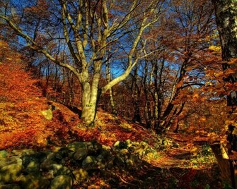 Fall Themed Wallpaper HD And Pictures