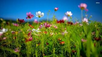 Cosmos Flowers In The Meadow Wallpaper Flower