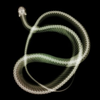 Ray Snake iPad Background Best Wallpaper