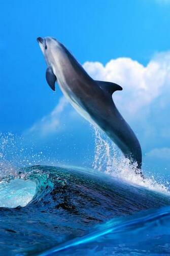 Dolphin Jumping iPhone Wallpaper 4s