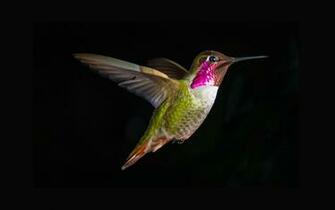 Hummingbird Computer Wallpaper Desktop Background Id