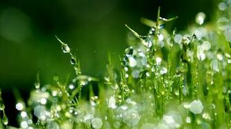 Dew Wallpaper HD Background Wallpaperink Mtn